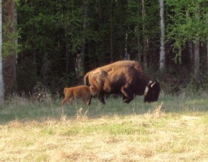 Buffalo and baby